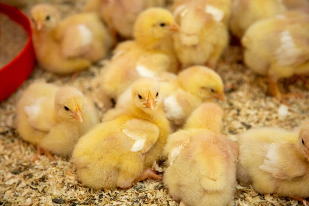 راهنمای پرورش مرغ گوشتی
