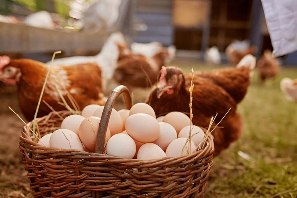 بهترین غذا برای مرغ تخم گذار