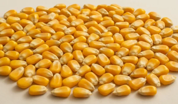 خواص ذرت برای دام