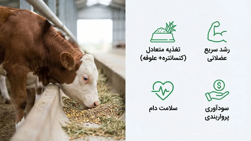 تغذیه گوساله پرواری