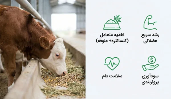 تغذیه گوساله پرواری