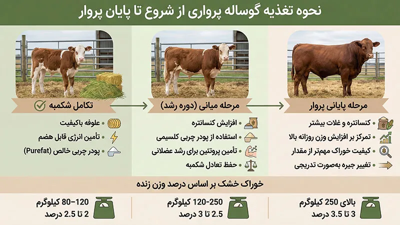 نحوه تغذیه گوساله پرواری از شروع تا پایان پروار