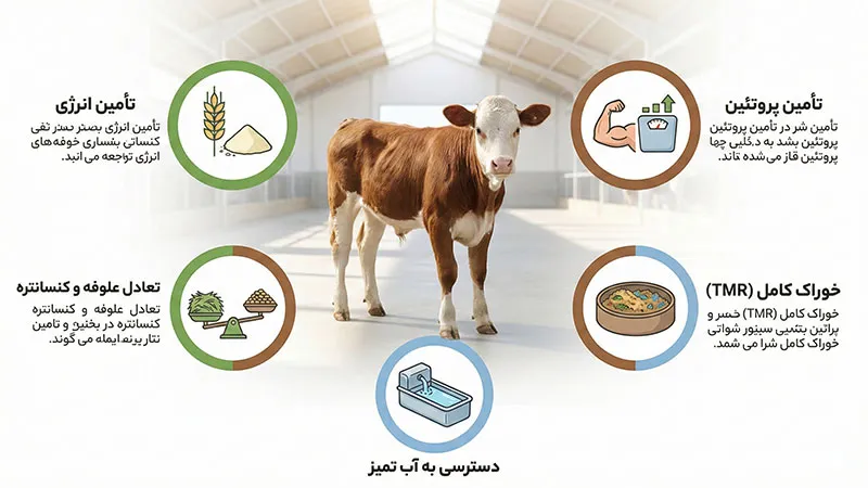 اصول تغذیه گوساله پرواری