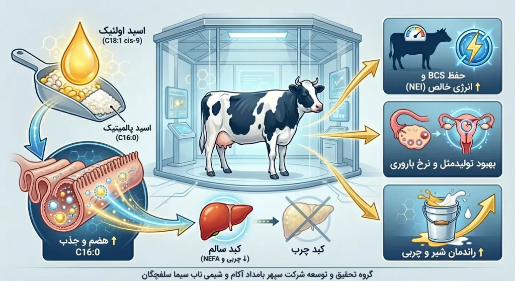 ﺗﺎﺛﻴﺮﺍﺕ ﺍﺳﻴﺪ ﺍﻭﻟﺌﻴﮏ ﺩﺭ ﺗﻐﺬﯾﻪ ﮔﺎﻭ ﺷﻴﺮی