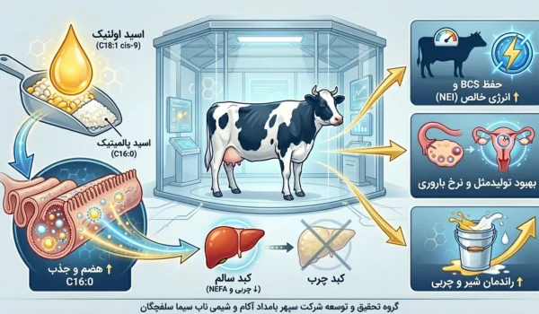 ﺗﺎﺛﻴﺮﺍﺕ ﺍﺳﻴﺪ ﺍﻭﻟﺌﻴﮏ ﺩﺭ ﺗﻐﺬﯾﻪ ﮔﺎﻭ ﺷﻴﺮی