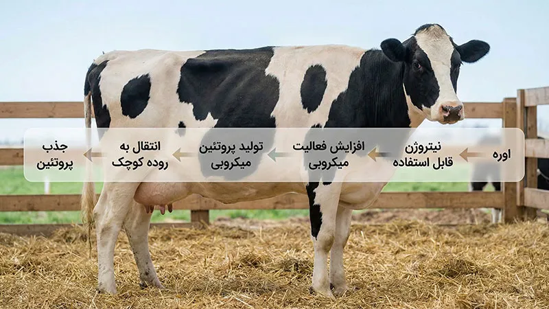 افزایش راندمان پروتئین جیره